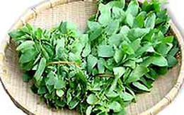 Rau ngót - vị thuốc tăng sức đề kháng